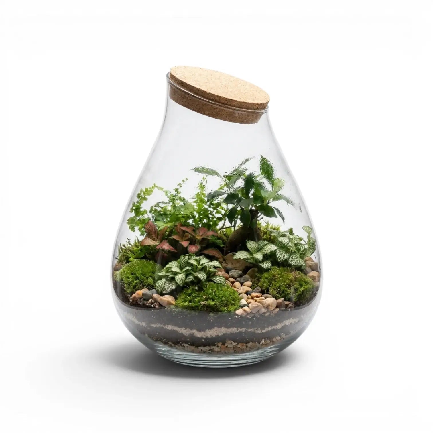 Glas-Terrarium Drop mit Pflanzen und Holzdeckel auf weißem Hintergrund