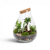 Glas-Terrarium Drop mit Pflanzen auf weißem Hintergrund
