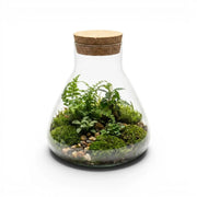 Terrarium Pyramide mit Pflanzen und Korkdeckel auf weißem Hintergrund