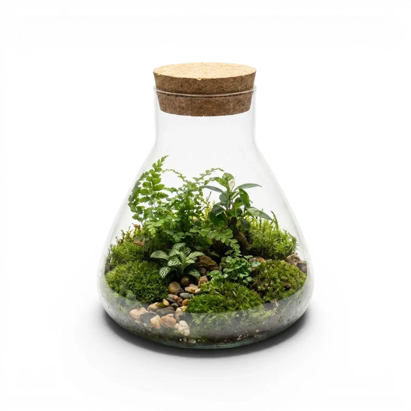 Terrarium Pyramide with plants and a cork lid on a white background 