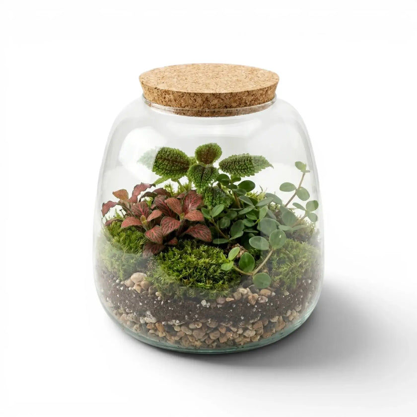 Glass terrarium Richmond with plants and a cork lid on a white background