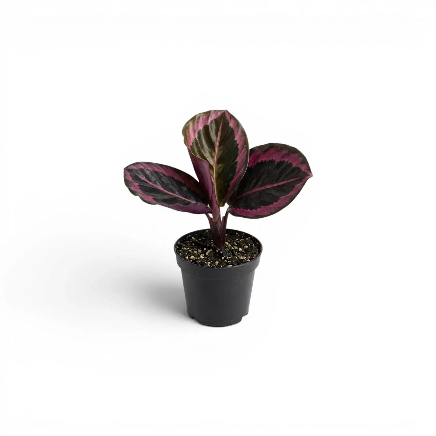 Goeppertia Princess Jessie, auch Calathea, Baby-Pflanze im Kulturtopf.
