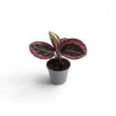 Goeppertia Princess Jessie, auch Calathea, Baby-Pflanze im Kulturtopf.