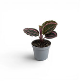 Goeppertia Princess Jessie, auch Calathea, Baby-Pflanze im Kulturtopf.