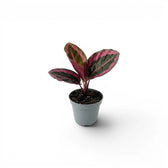 Goeppertia Princess Jessie, auch Calathea, Baby-Pflanze im Kulturtopf.