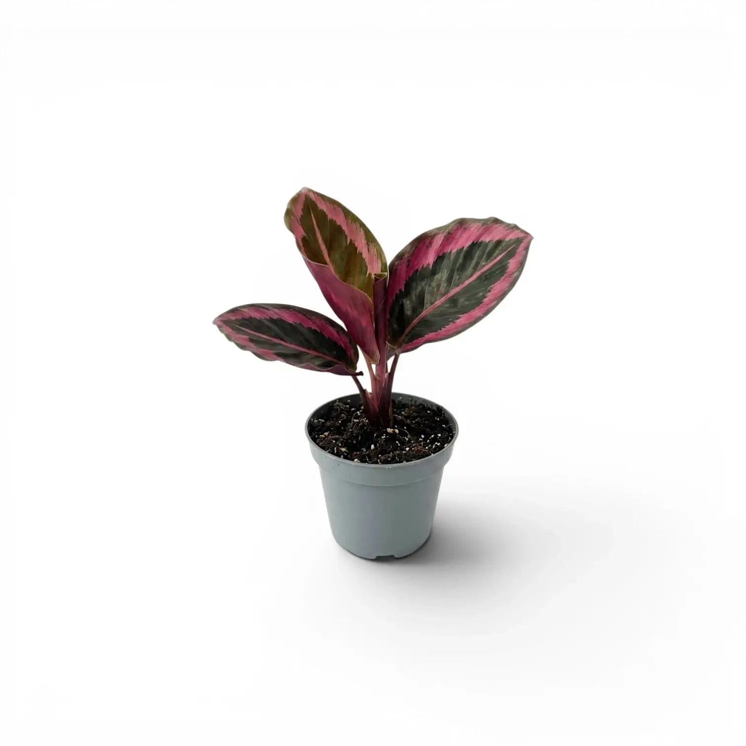 Goeppertia Princess Jessie, auch Calathea, Baby-Pflanze im Kulturtopf.