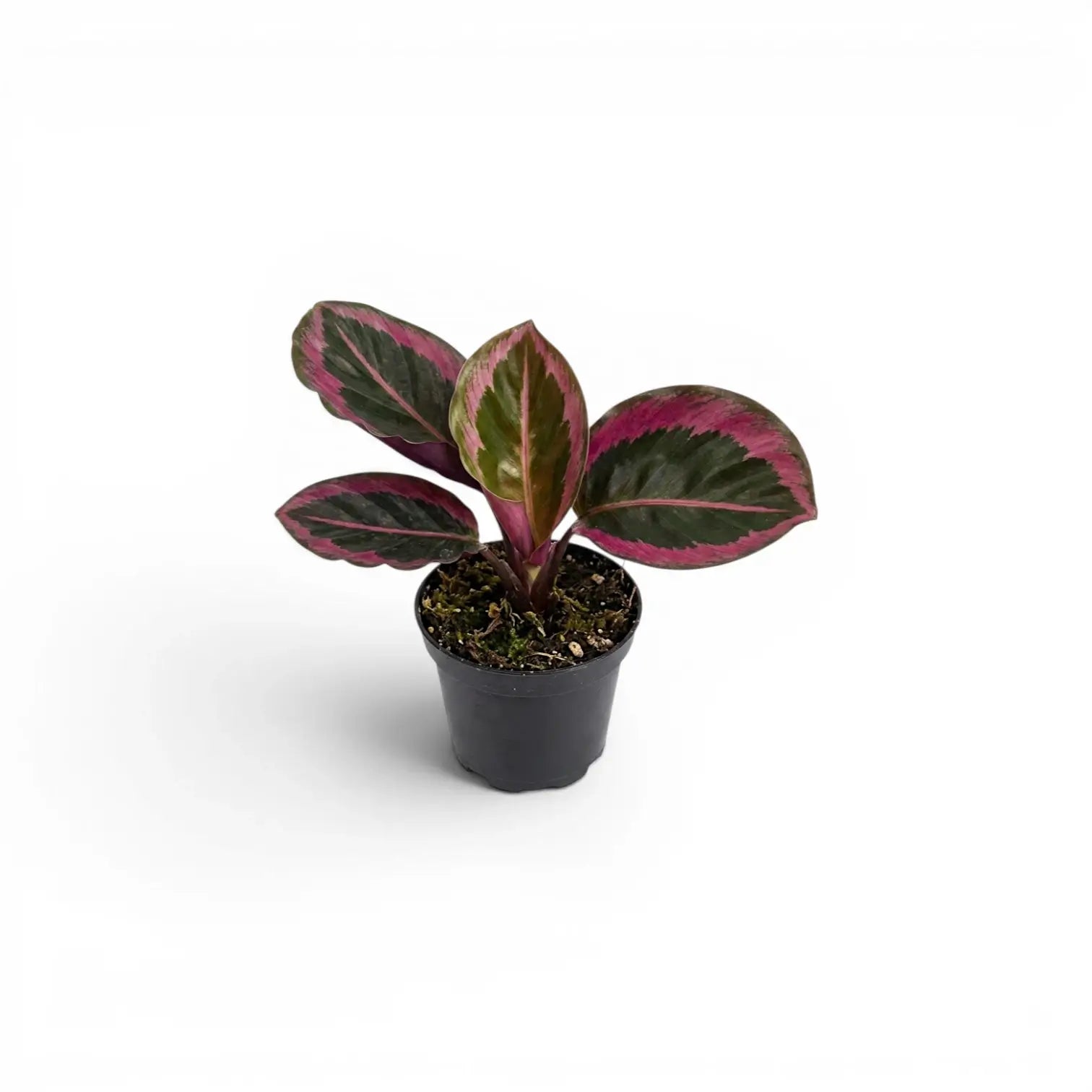 Goeppertia Princess Jessie, auch Calathea, Baby-Pflanze im Kulturtopf.