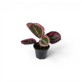 Goeppertia Princess Jessie, auch Calathea, Baby-Pflanze im Kulturtopf.