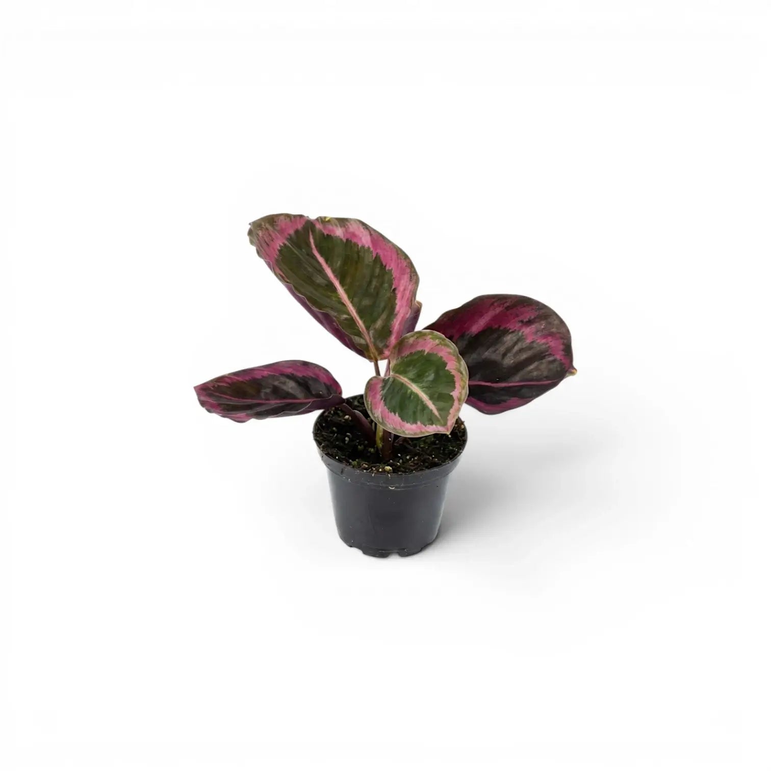 Goeppertia Princess Jessie, auch Calathea, Baby-Pflanze im Kulturtopf.