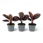Goeppertia Princess Jessie, auch Calathea, Baby-Pflanze im Kulturtopf.