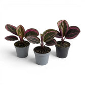 Goeppertia Princess Jessie, auch Calathea, Baby-Pflanze im Kulturtopf.
