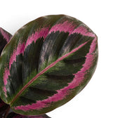 Goeppertia Princess Jessie, auch Calathea, Nahaufnahme mit gemusterten grünen Blättern.
