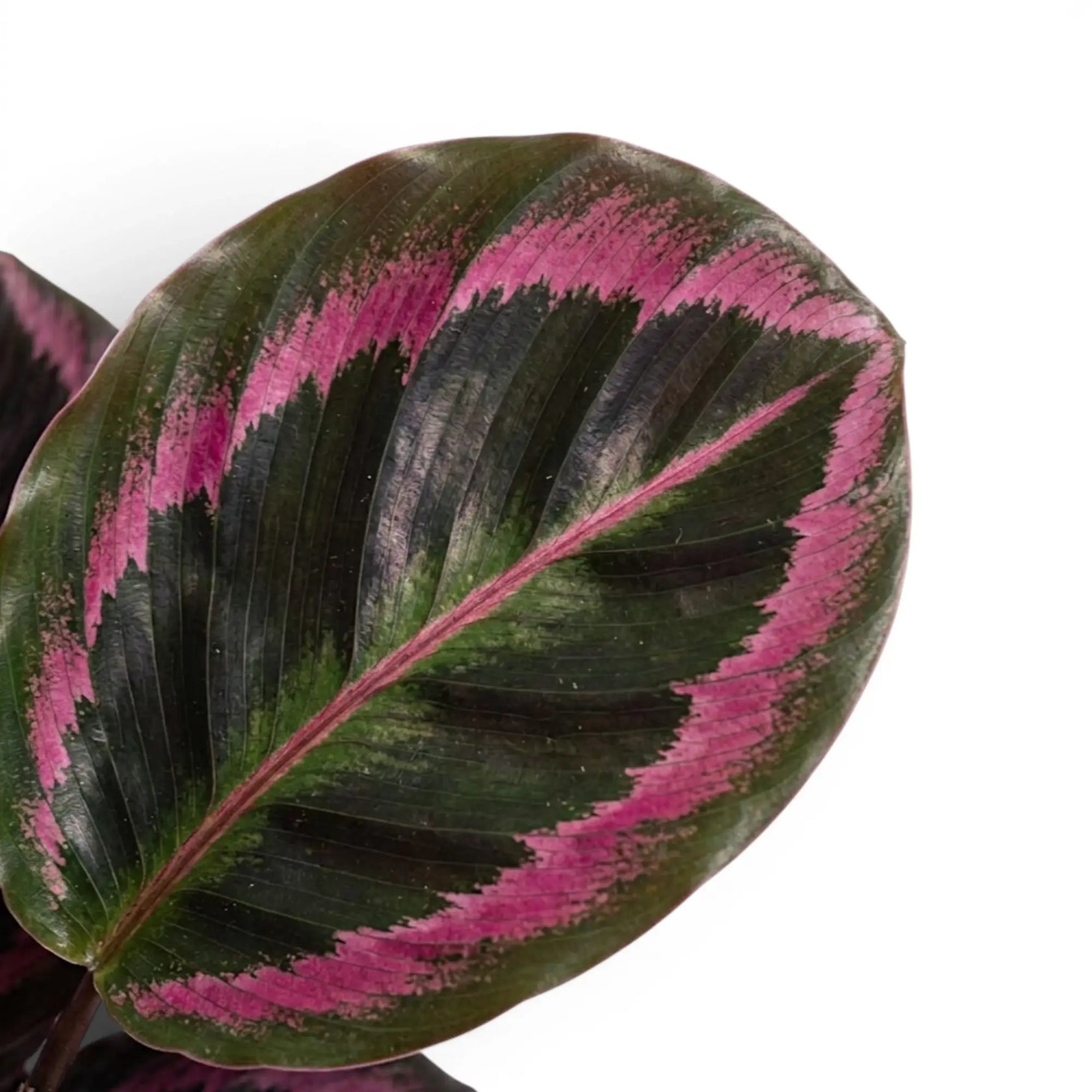 Goeppertia Princess Jessie, auch Calathea, Nahaufnahme mit gemusterten grünen Blättern.