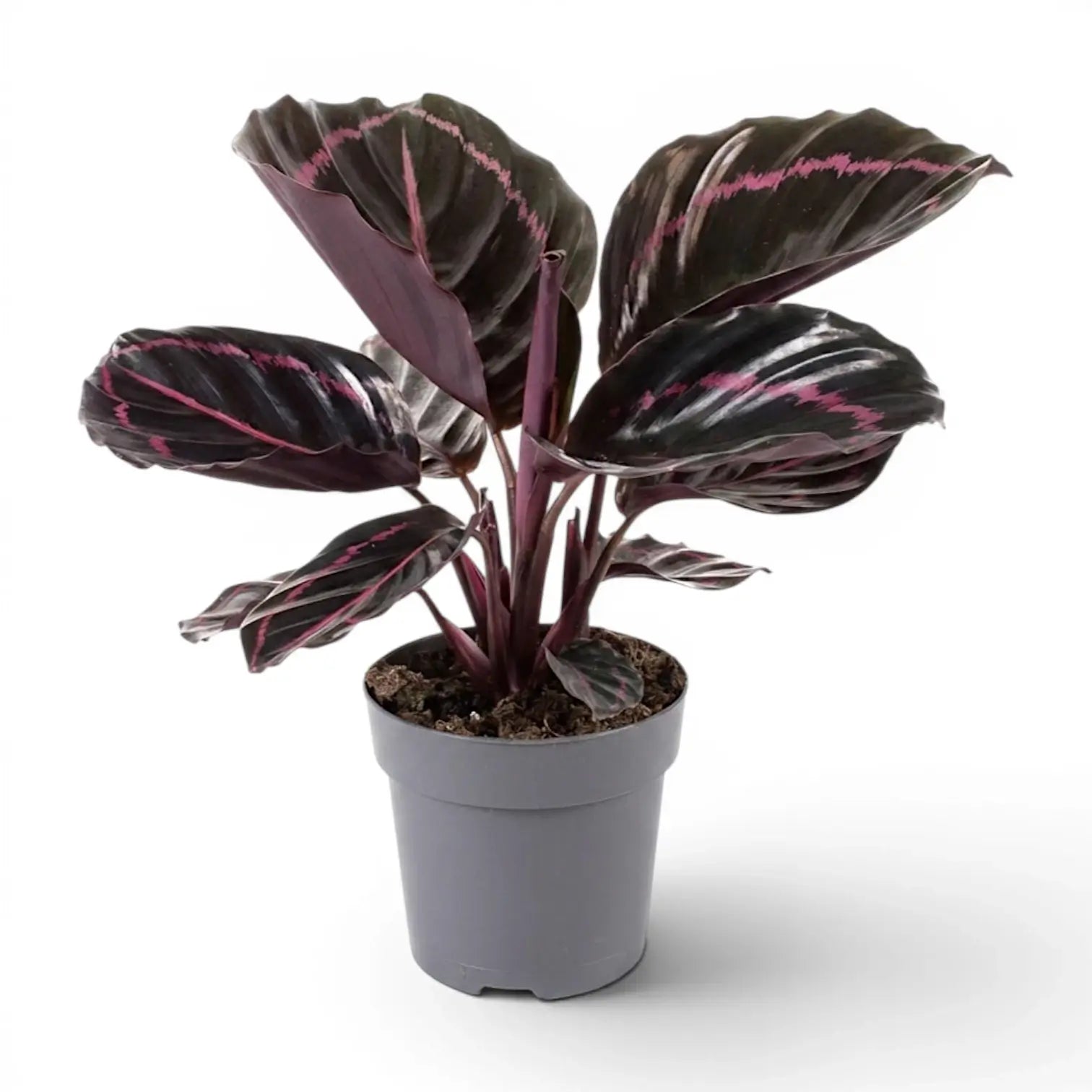 Goeppertia Princess Jessie, auch Calathea, im Kulturtopf.