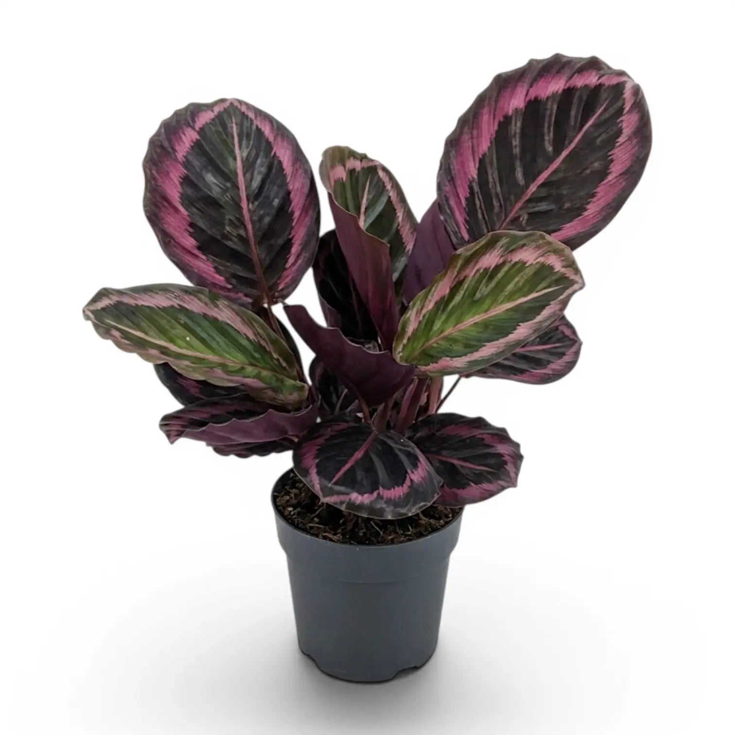 Goeppertia Princess Jessie, auch Calathea, im Kulturtopf.