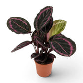 Goeppertia Princess Jessie, auch Calathea, im Kulturtopf.