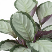 Goeppertia 'Argentea' foliage with broad silver centres, dark green margins and burgundy undersides.