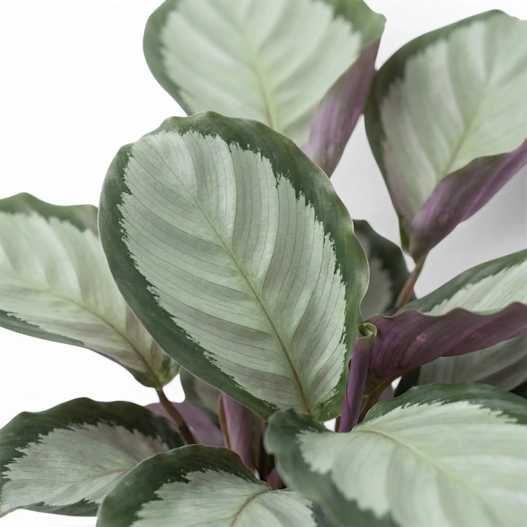 Goeppertia 'Argentea' foliage with broad silver centres, dark green margins and burgundy undersides.