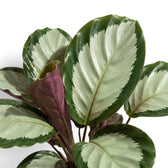 Goeppertia 'Argentea' leaf cluster showing silver-green tops and a curled burgundy underside.