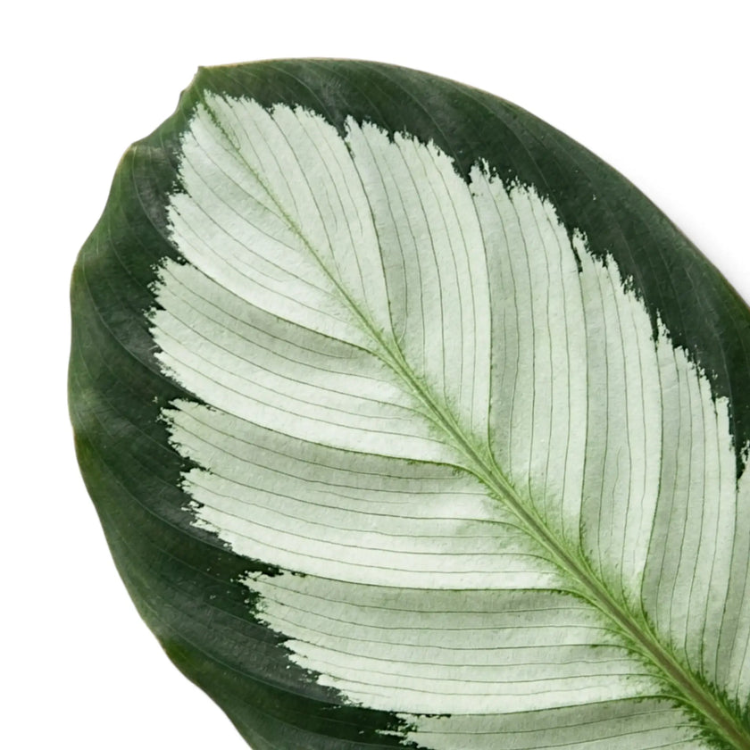 Single Goeppertia 'Argentea' leaf with a silvery centre and dark green border.