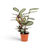 Upright Goeppertia 'Argentea' in a nursery pot with silver leaves on slender burgundy stems.