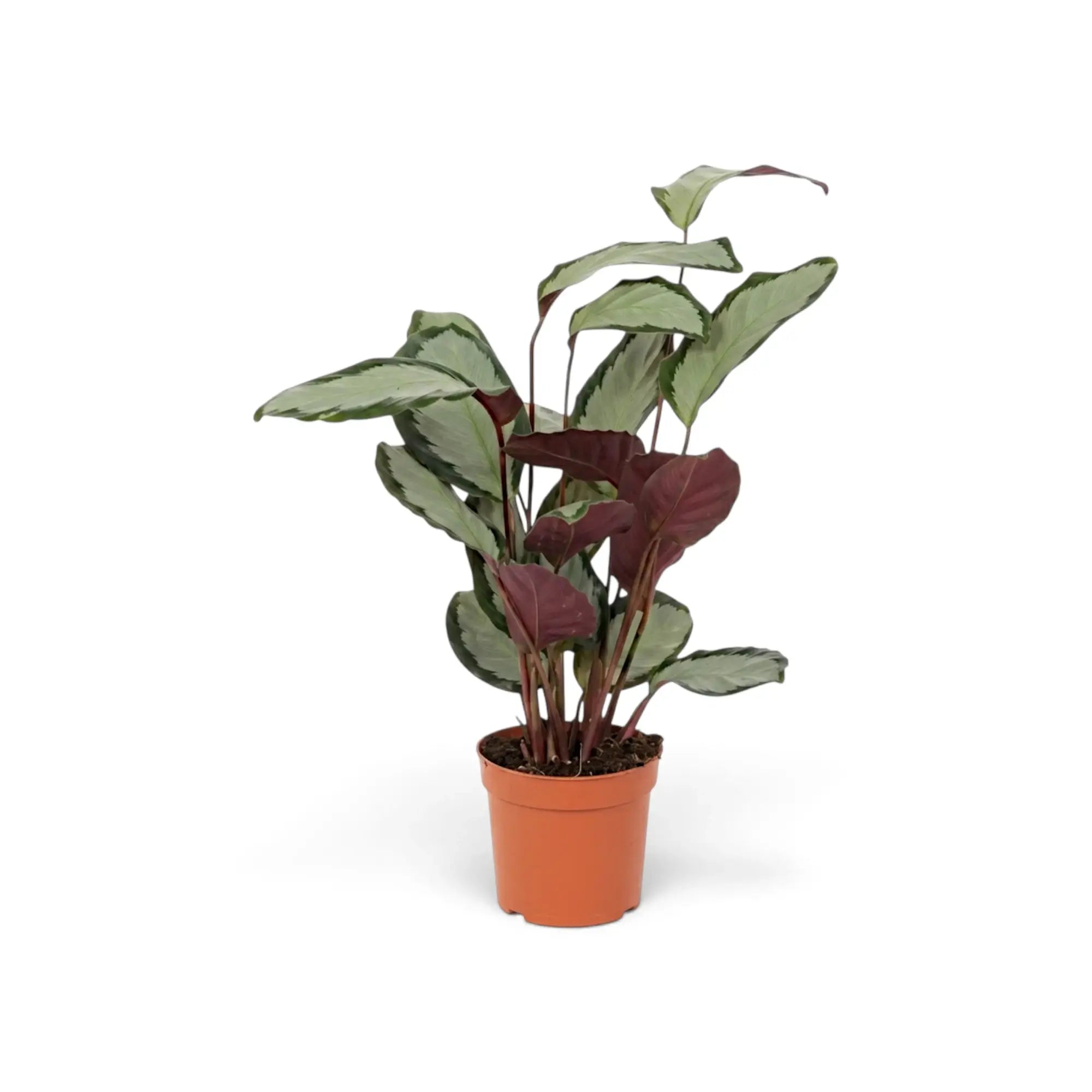 Goeppertia 'Argentea' from the front with burgundy leaf undersides visible.