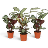 Three Goeppertia 'Argentea' plants displaying natural differences in height and fullness.