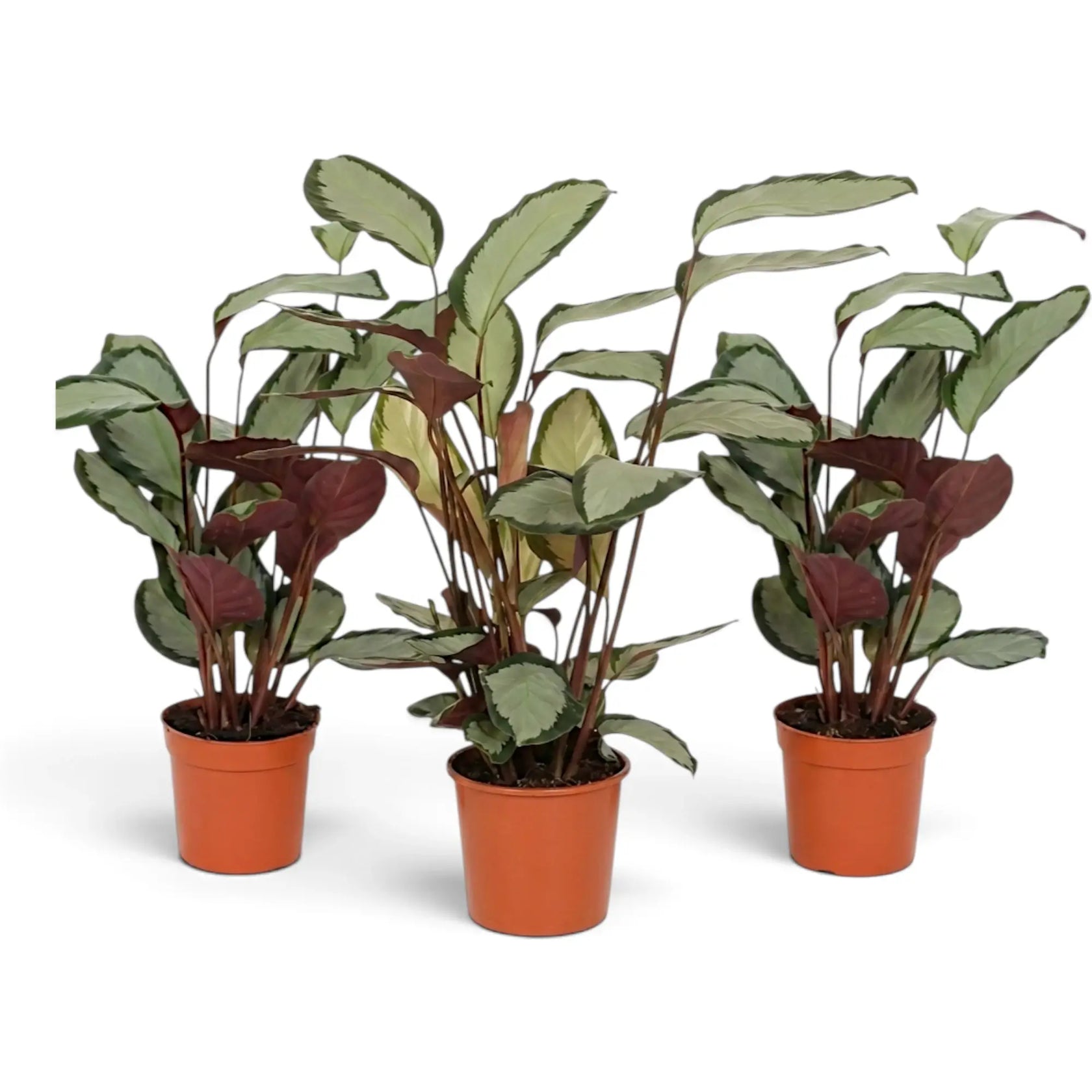 Three Goeppertia 'Argentea' plants displaying natural differences in height and fullness.