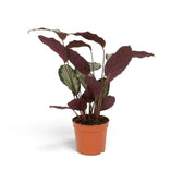 Rear view of Goeppertia 'Argentea' showing the rich burgundy undersides of its leaves.