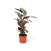 Side view of Goeppertia 'Argentea' with silver leaf faces and burgundy undersides.