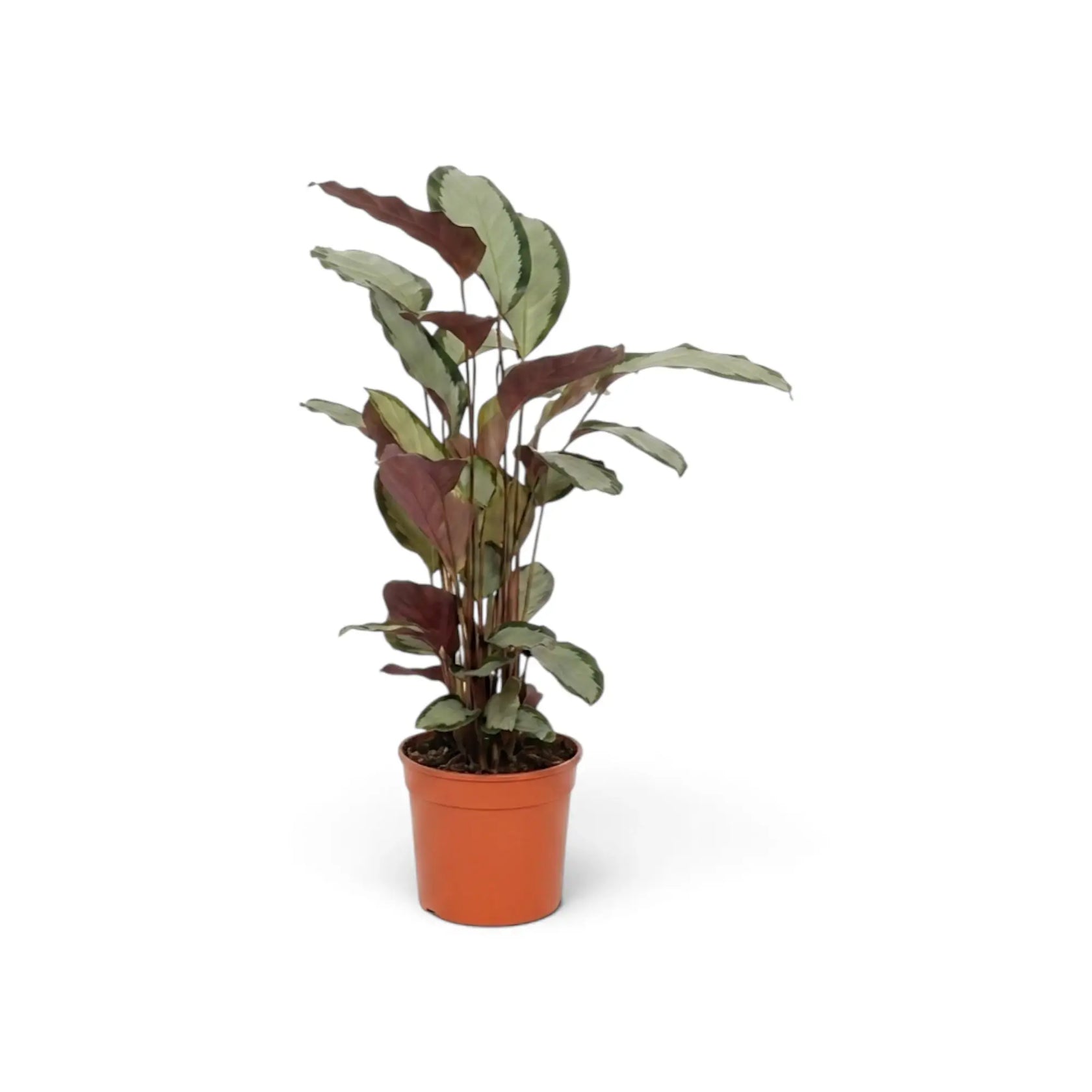 Side view of Goeppertia 'Argentea' with silver leaf faces and burgundy undersides.