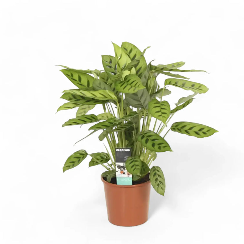 Goeppertia (Calathea) concinna potted plant in nursery pot on white background.