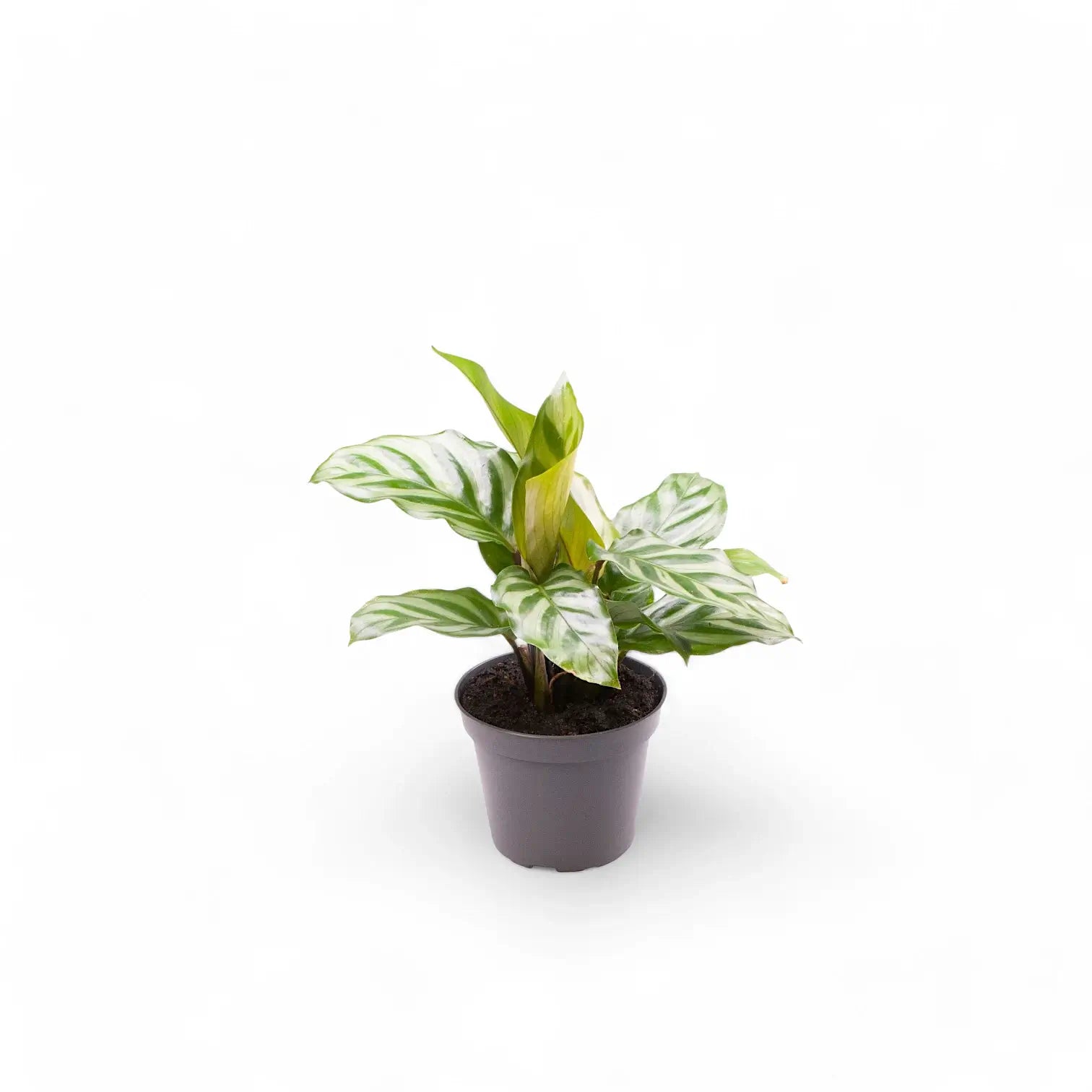 Goeppertia (Calathea) concinna 'Freddie' – Nahaufnahme eines Blatts vor weißem Hintergrund.