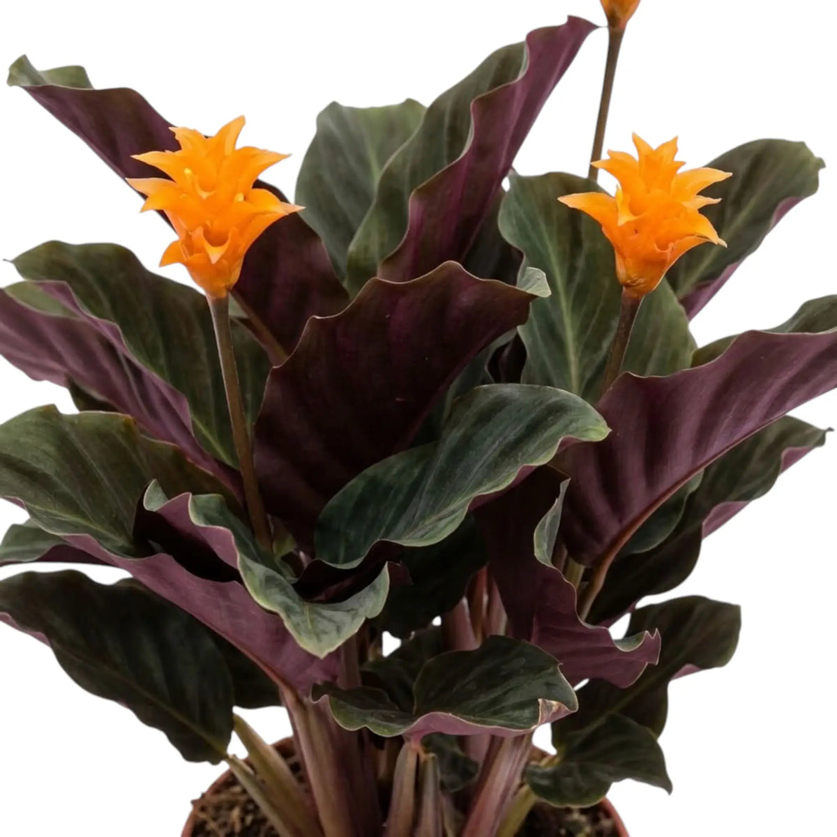 Goeppertia crocata ‘Candela’ mit leuchtend orangefarbenen Blütenständen und dunklen, gewellten Blättern
