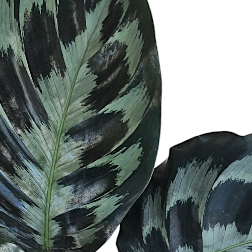 Goeppertia (Calathea) dressleri 'Helen Kennedy' leaf detail on white background.
