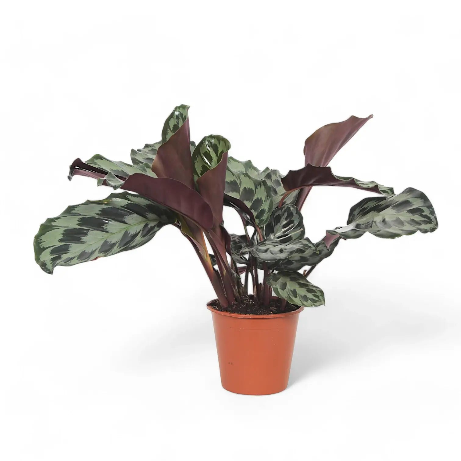 Goeppertia (Calathea) dressleri 'Helen Kennedy' – Nahaufnahme eines Blatts vor weißem Hintergrund.