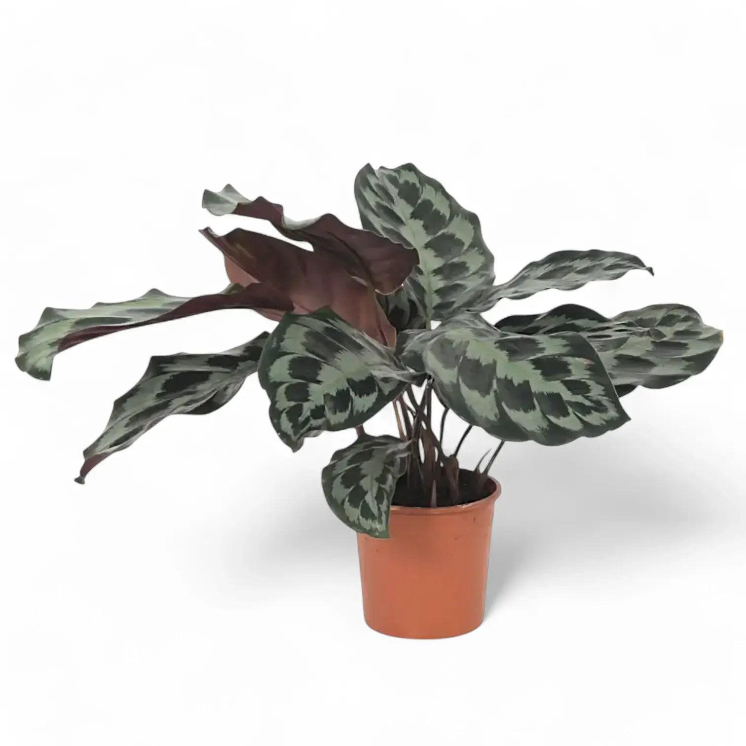 Goeppertia (Calathea) dressleri 'Helen Kennedy' potted plant in nursery pot on white background.