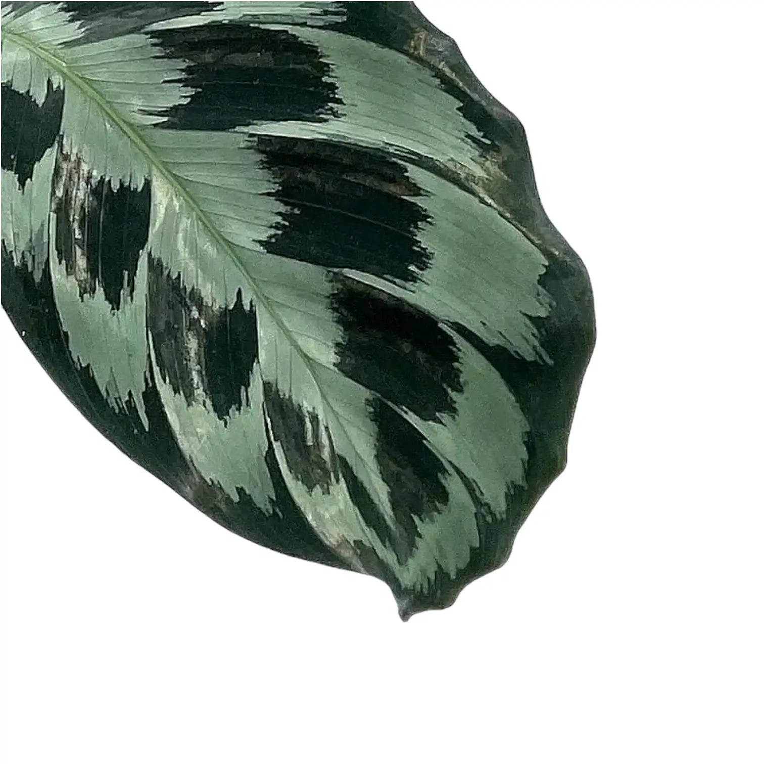 Goeppertia (Calathea) dressleri 'Helen Kennedy' potted plant in nursery pot on white background.