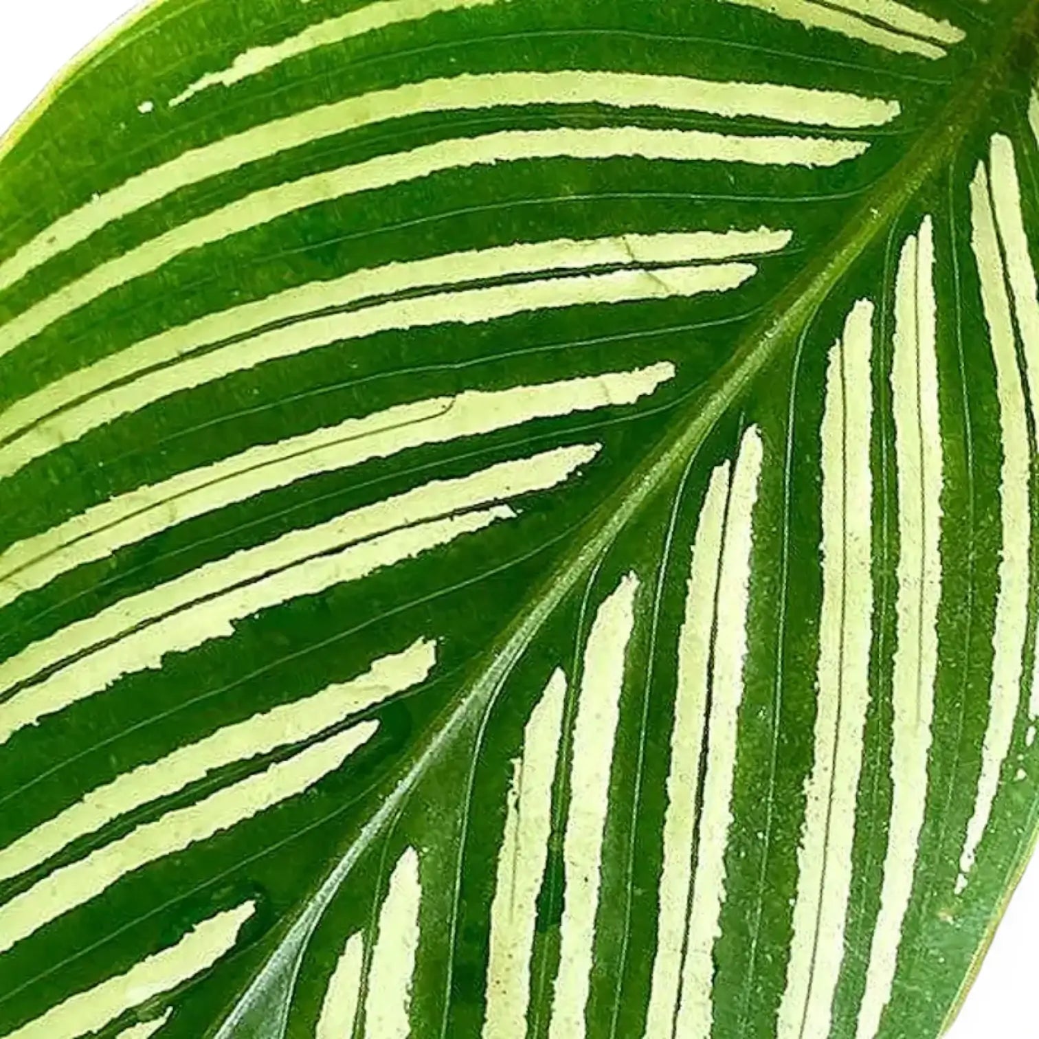 Nahaufnahme eines Blatts von Goeppertia (Calathea) elliptica 'Vittata' vor weißem Hintergrund.