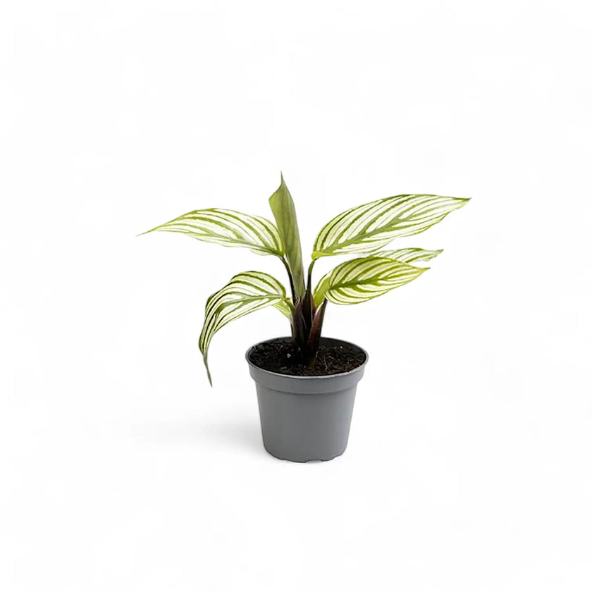 Goeppertia (Calathea) elliptica 'Vittata' potted plant in nursery pot on white background.