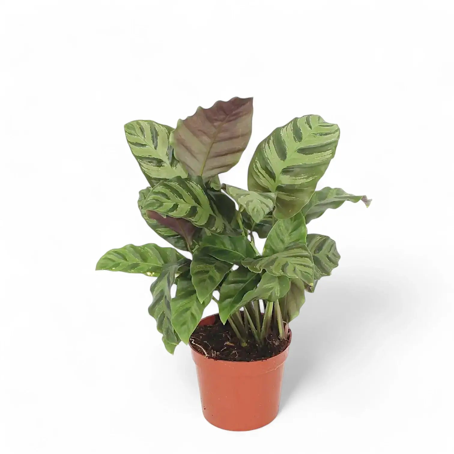 Goeppertia (Calathea) 'Greenstar' Zimmerpflanze im Anzuchttopf vor weißem Hintergrund, Produktfoto 2.