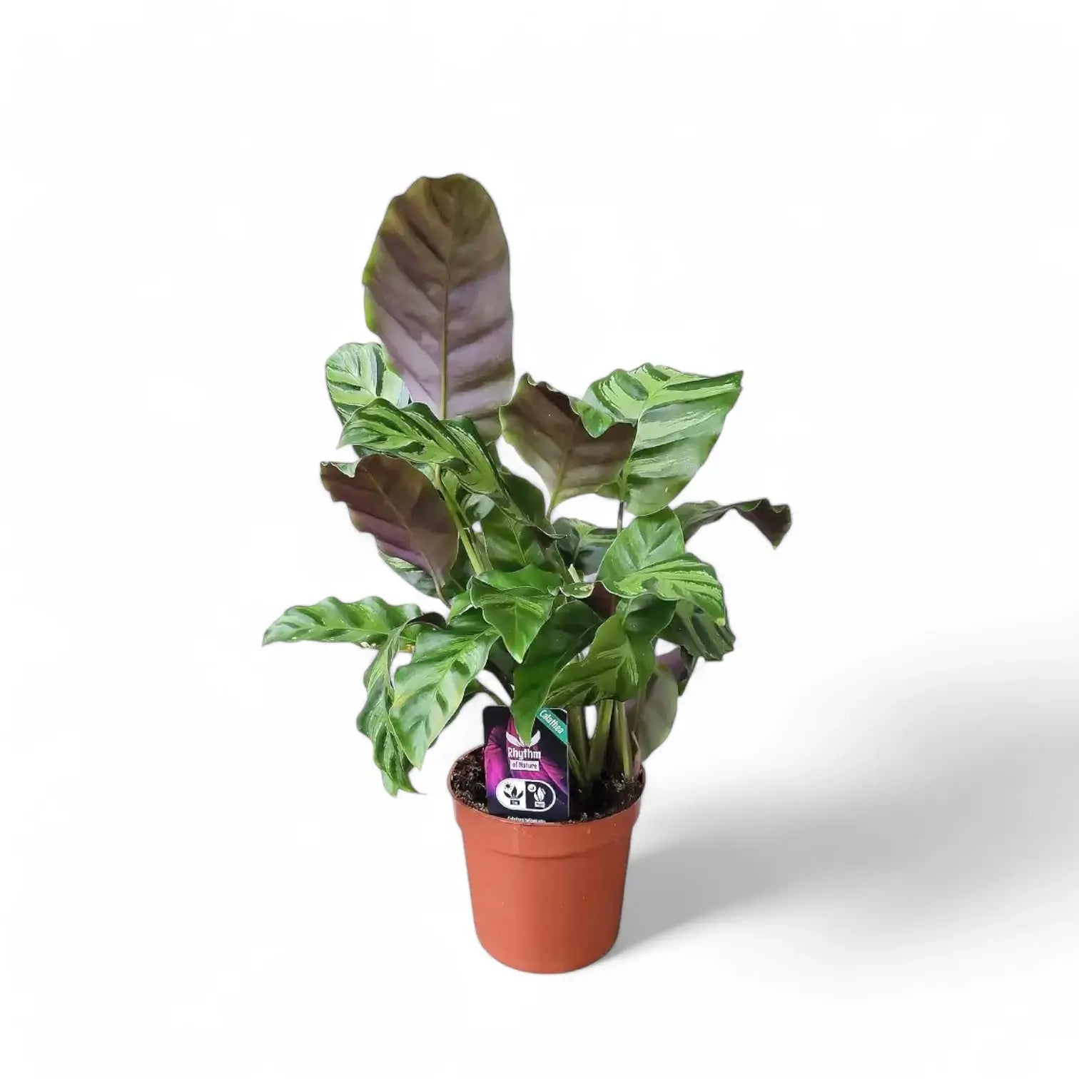 Goeppertia (Calathea) 'Greenstar' potted plant in nursery pot on white background.