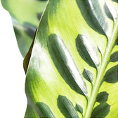 Goeppertia (Calathea) insignis – Blattdetail vor weißem Hintergrund..
