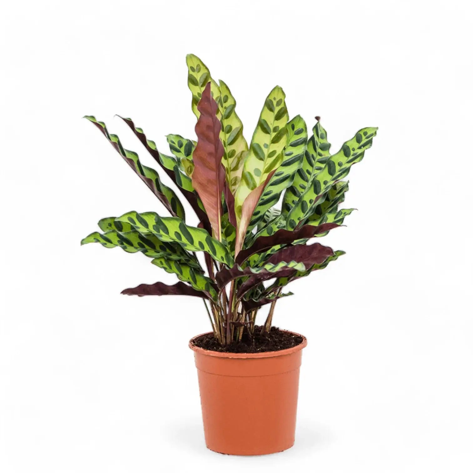 Goeppertia (Calathea) insignis potted plant in nursery pot on white background.