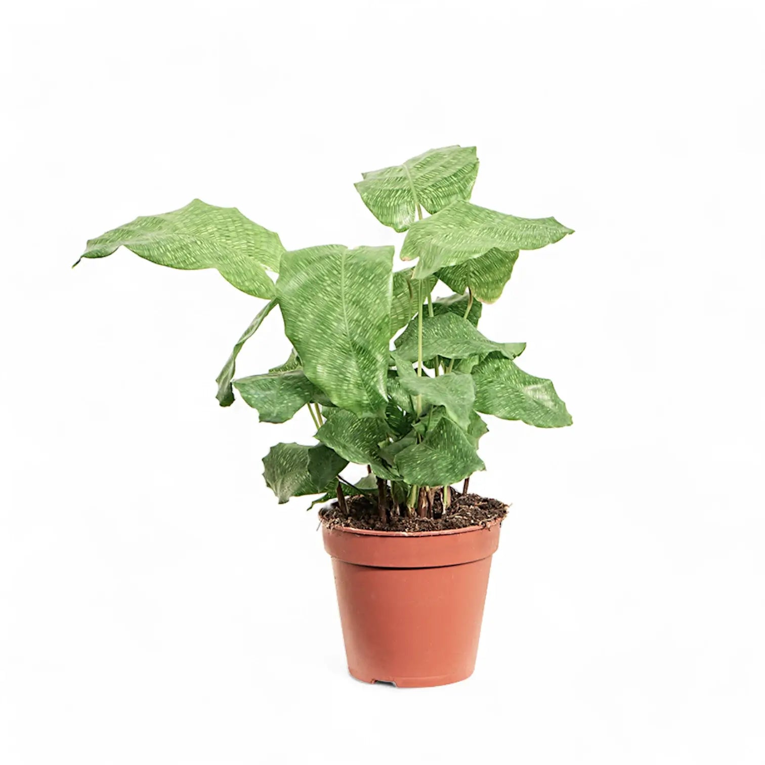Goeppertia (Calathea) kegeljanii 'Network' – Nahaufnahme eines Blatts vor weißem Hintergrund.