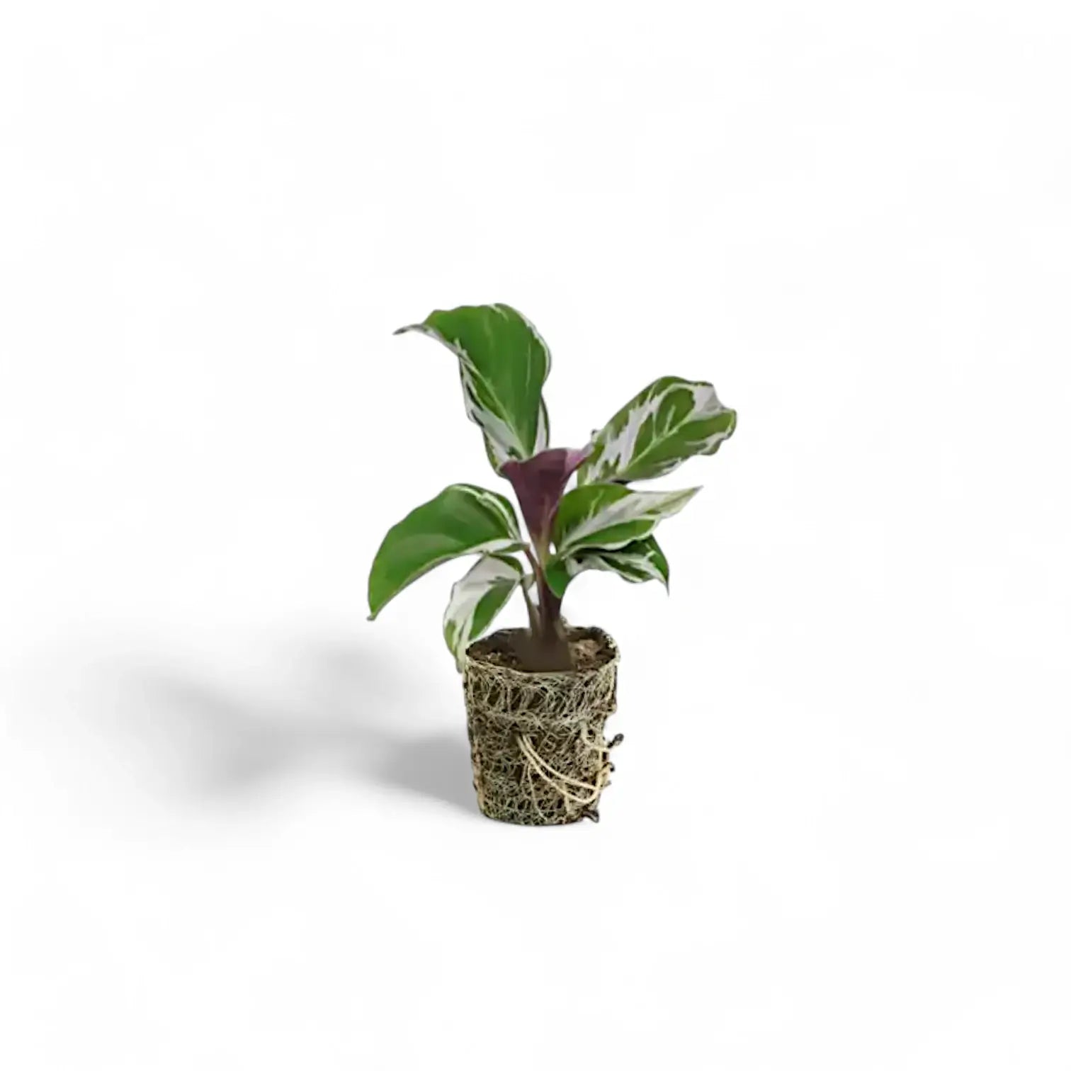 Goeppertia (Calathea) lietzei 'White fusion' – Nahaufnahme eines Blatts vor weißem Hintergrund.