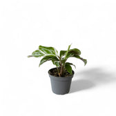 Goeppertia (Calathea) lietzei 'White fusion' potted plant in nursery pot on white background.