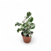 Goeppertia (Calathea) lietzei 'White fusion' potted plant in nursery pot on white background.
