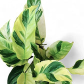 Goeppertia (Calathea) lietzei ‘Yellow Fusion’ ('Yellow Miracle') leaf detail on white background.