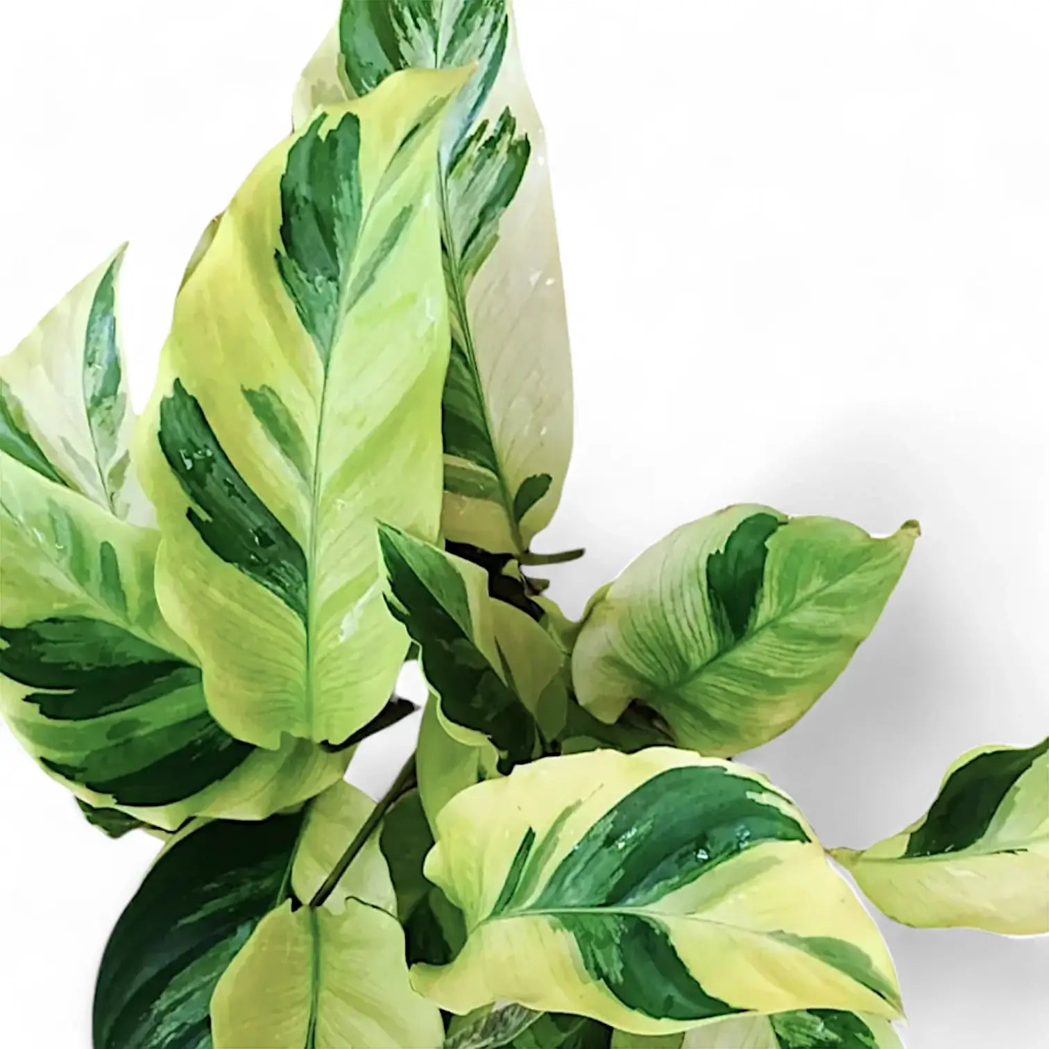 Goeppertia (Calathea) lietzei ‘Yellow Fusion’ ('Yellow Miracle') leaf detail on white background.